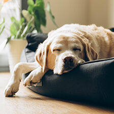 dog sleeping on pet bed